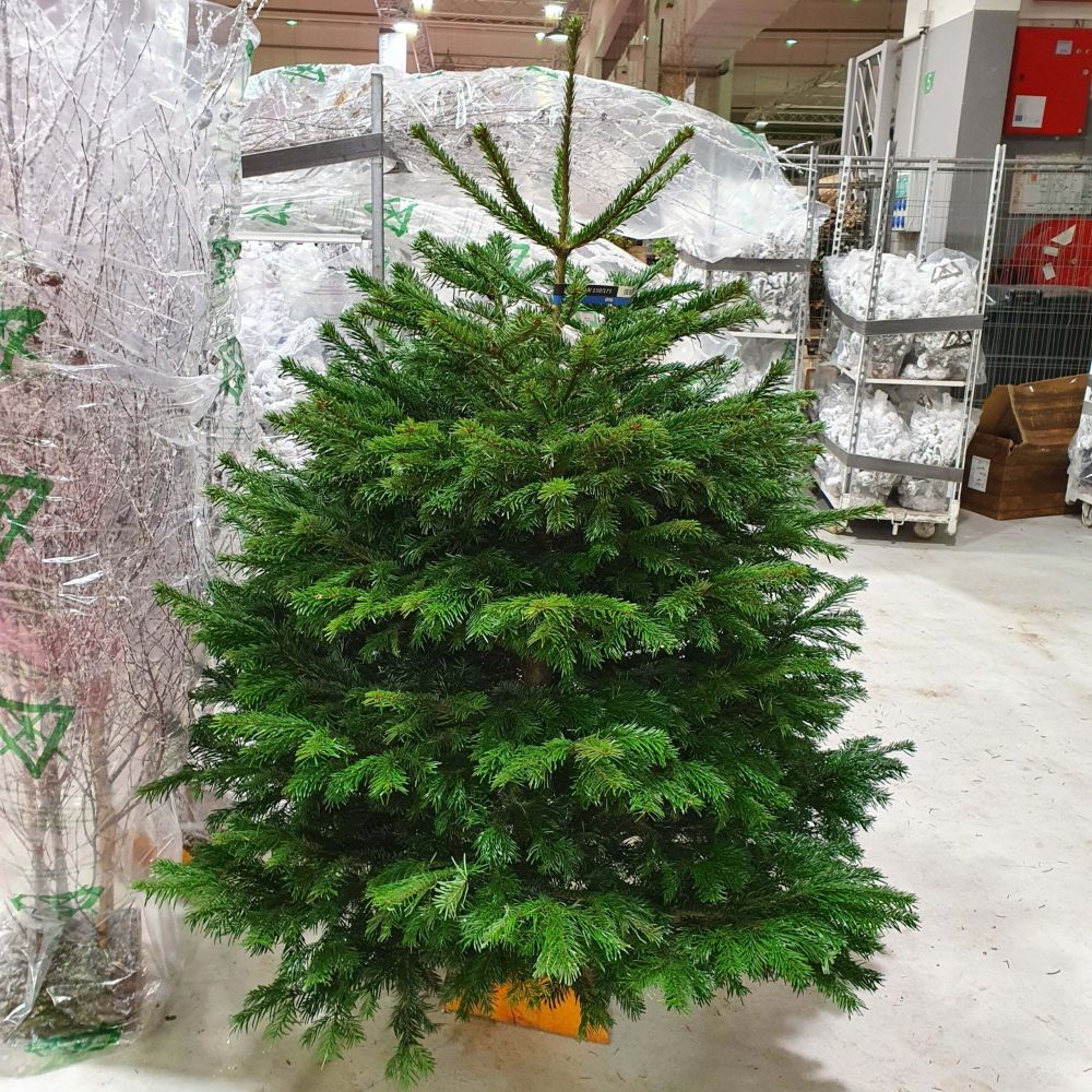 Sapin de France Nordmann Extra