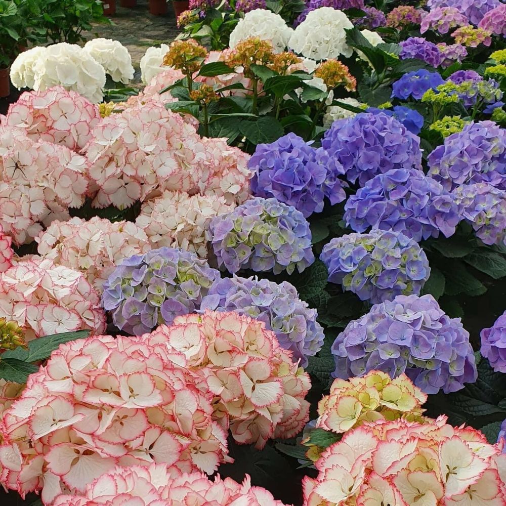 Hortensia