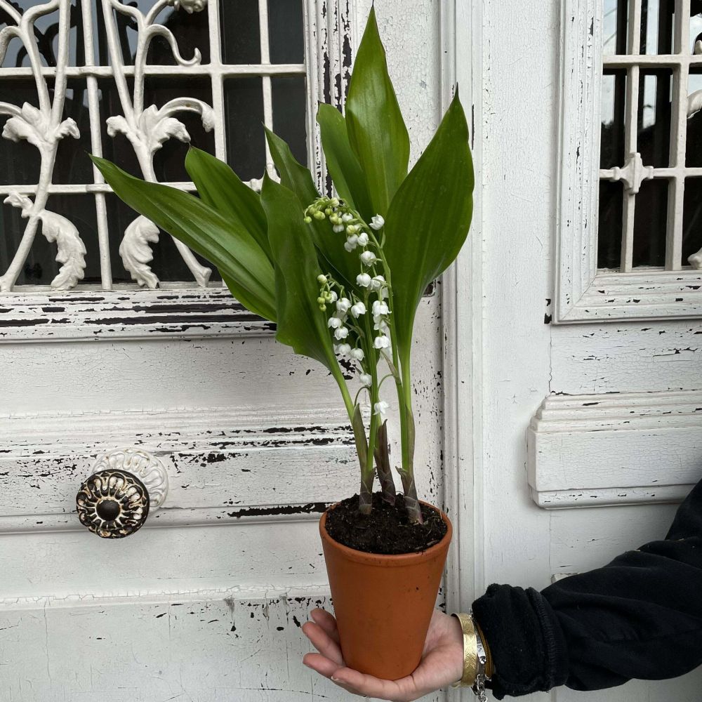 Muguet en pot