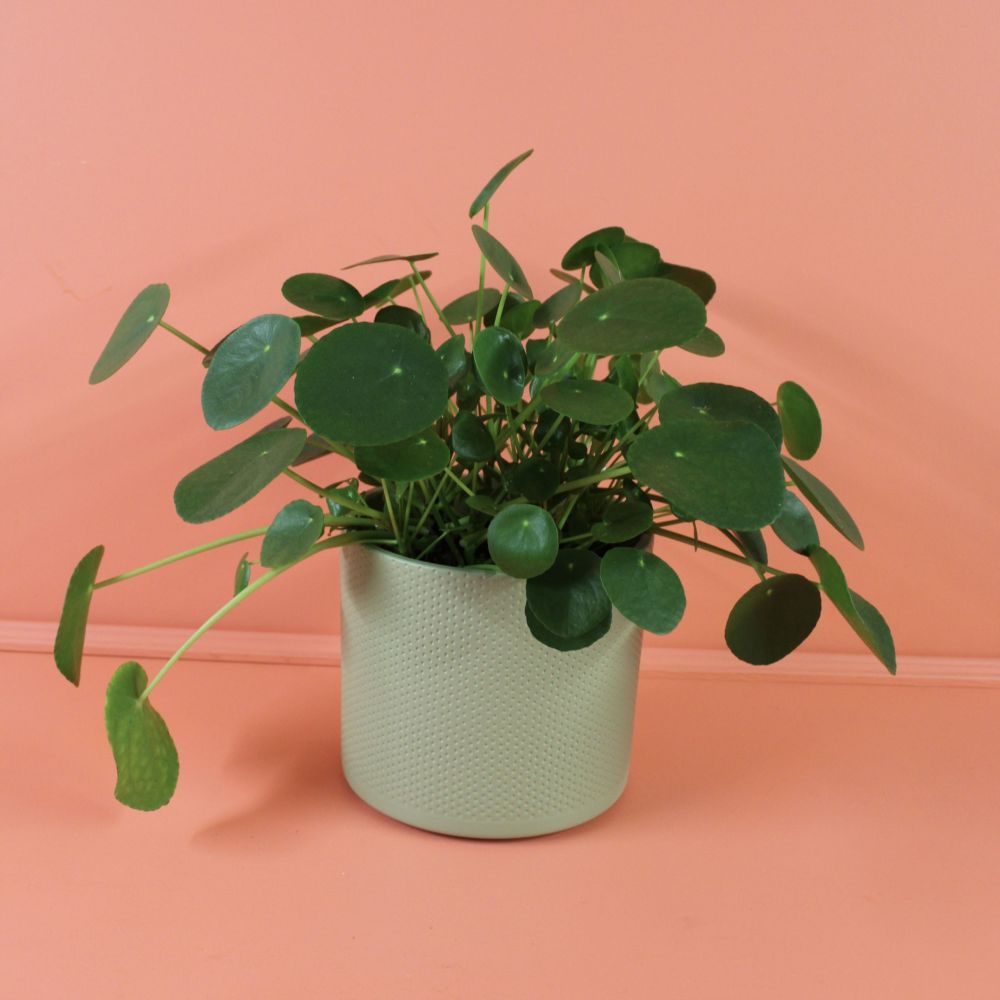 Pilea