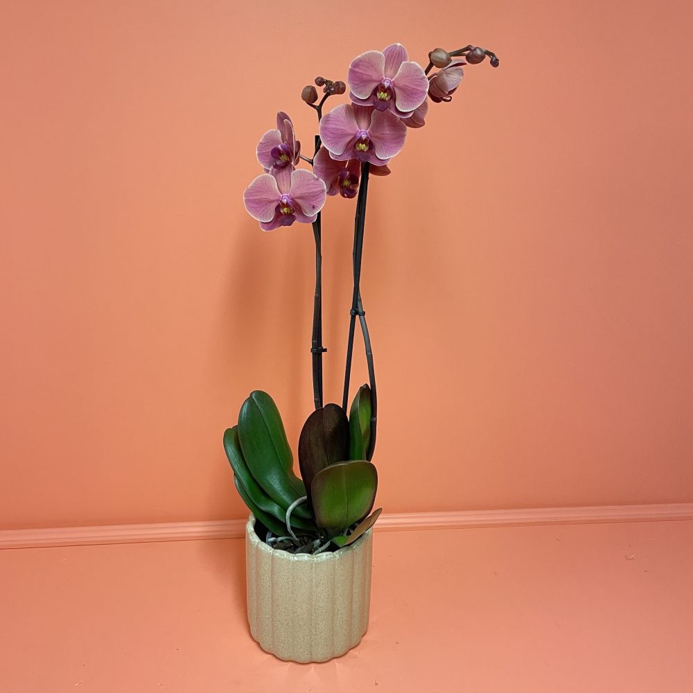 PHALAENOPSIS