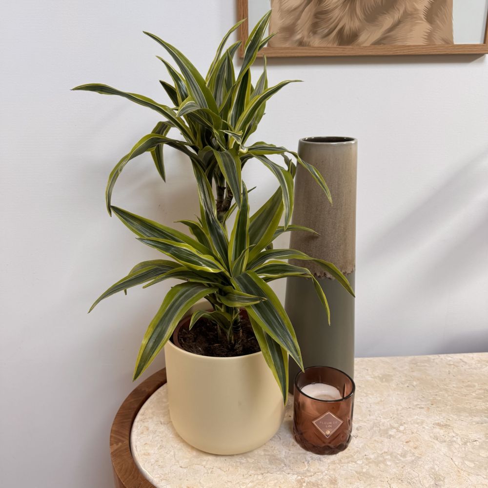 Dracaena