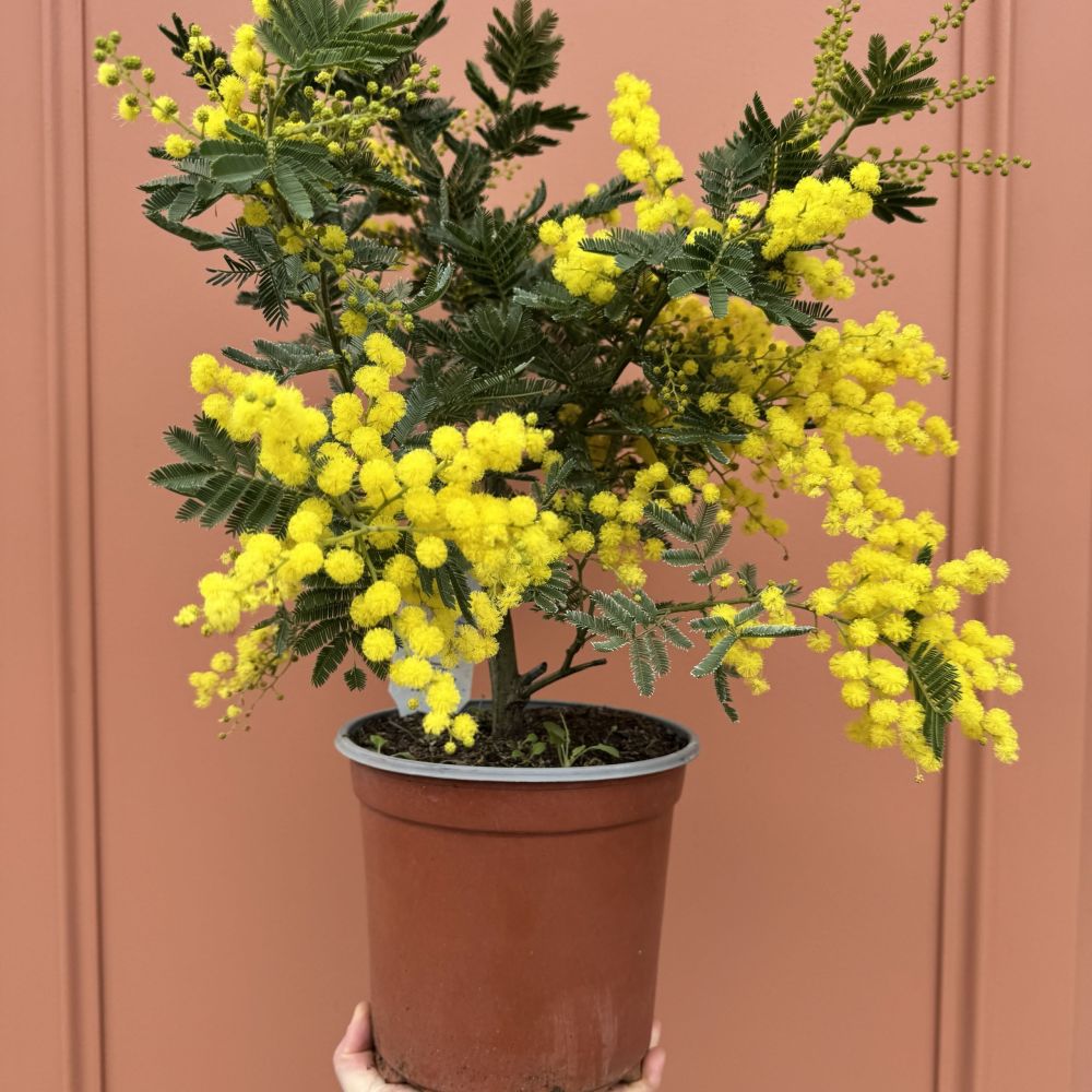 Mimosa en pot