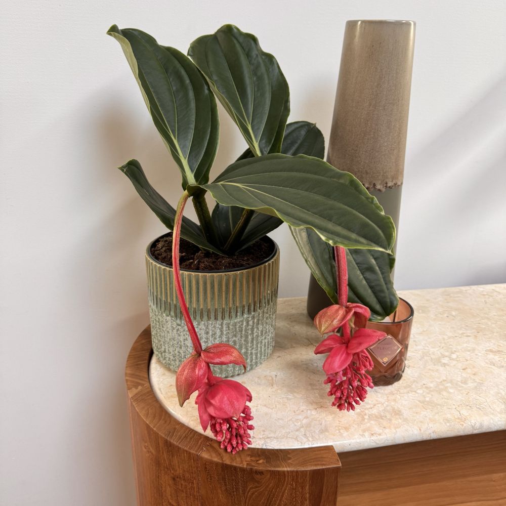 Medinilla