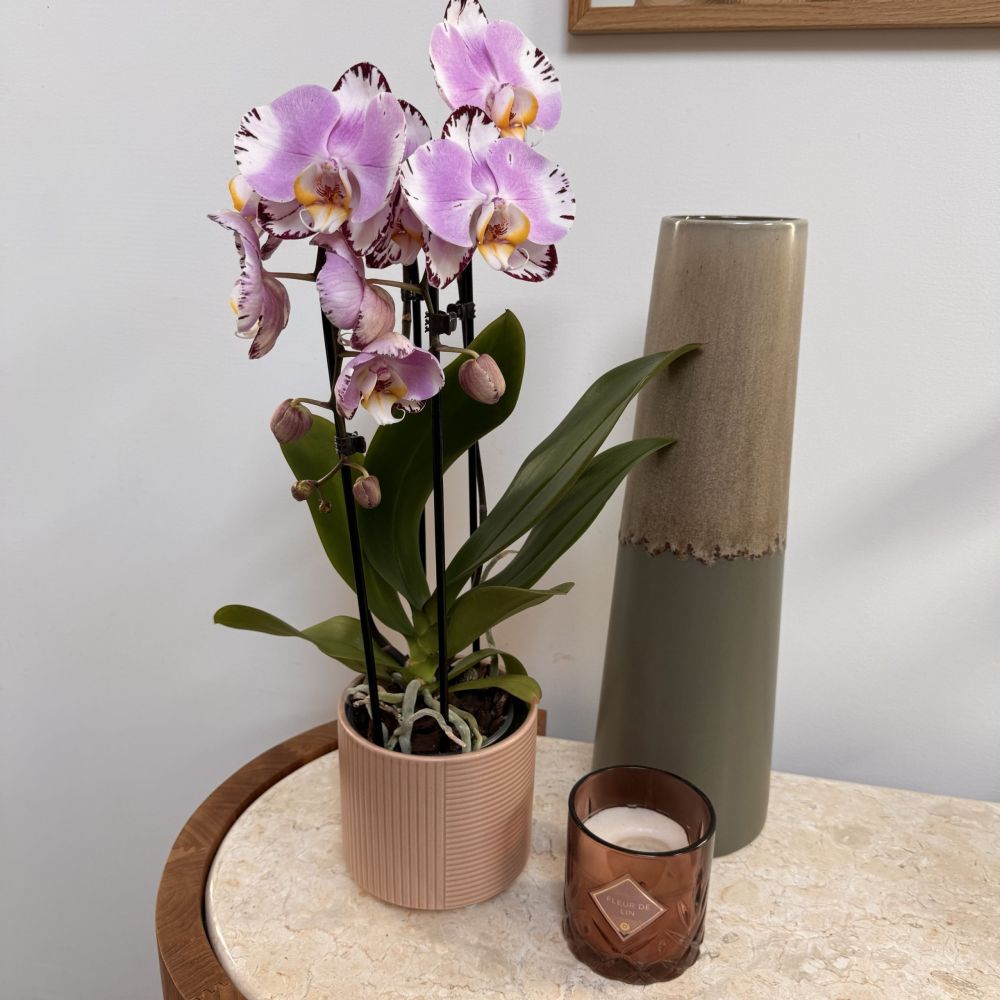 Phalaenopsis cascade