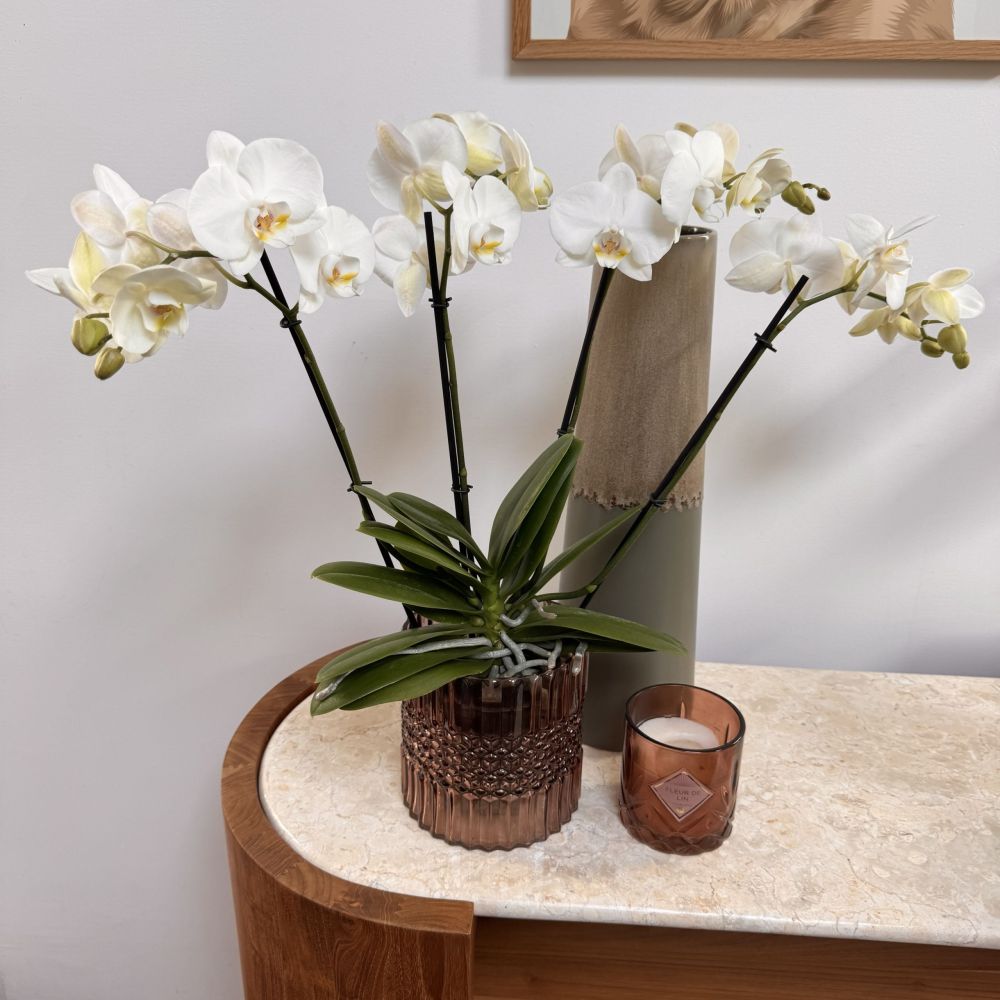 Orchidée blanche